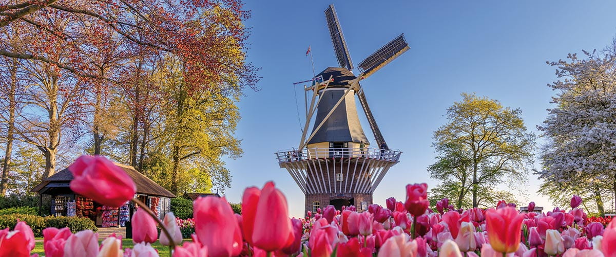 Tulips in Keukenhof Gardens